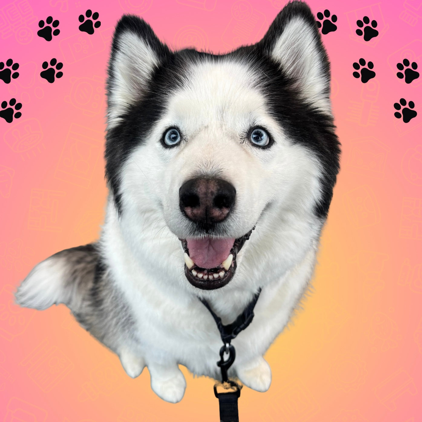 Donation For Koda🫶🏻